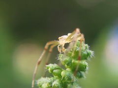 Misumessus oblongus