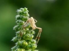 Misumessus oblongus