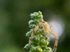 Misumessus oblongus
