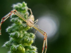 Misumessus oblongus