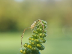 Misumessus oblongus