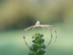 Misumessus oblongus