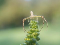Misumessus oblongus