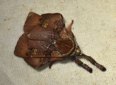 Desmoloma chironomus