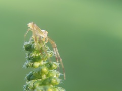 Misumessus oblongus
