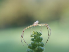 Misumessus oblongus
