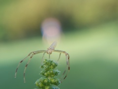 Misumessus oblongus