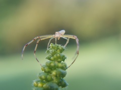 Misumessus oblongus
