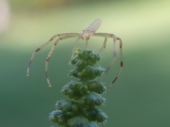 Misumessus oblongus