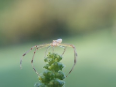 Misumessus oblongus