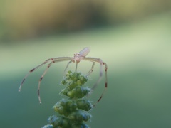 Misumessus oblongus