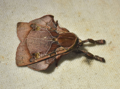 Desmoloma chironomus