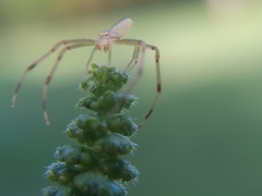 Misumessus oblongus
