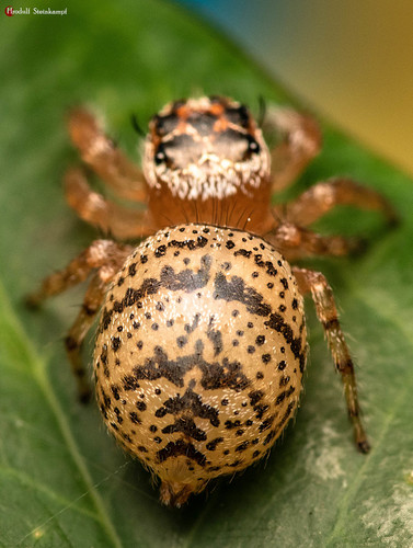 Goldband Thyene Jumping Spider photo 5