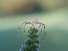 Misumessus oblongus