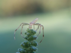 Misumessus oblongus