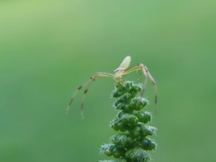 Misumessus oblongus