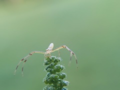 Misumessus oblongus