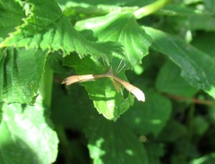 Stenoptilia bipunctidactyla