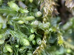 Liochlaena lanceolata