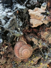 Austrochloritis wollemiensis