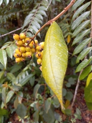 Myrcia fenzliana