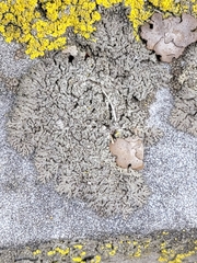 Phaeophyscia decolor