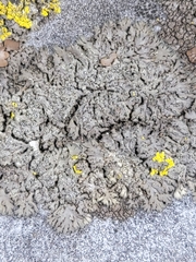 Phaeophyscia decolor