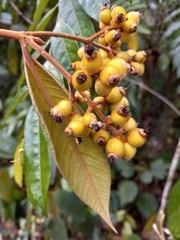 Myrcia fenzliana