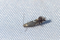 Glyphipterix simpliciella