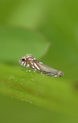 Glyphipterix simpliciella