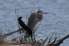 Ardea herodias herodias