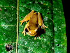 Dendropsophus bifurcus