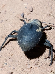 Prionotheca coronata