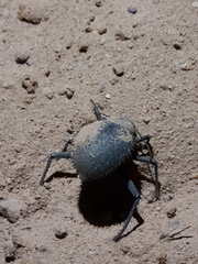 Prionotheca coronata
