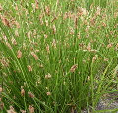 Eleocharis dregeana