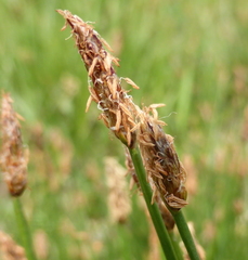 Eleocharis dregeana