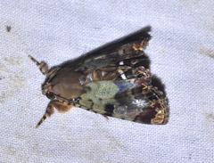 Dyops chromatophila