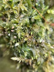 Liochlaena lanceolata