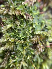 Liochlaena lanceolata