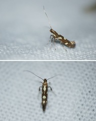 Calybites phasianipennella