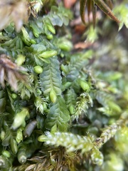 Liochlaena lanceolata