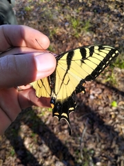 Papilio glaucus image