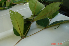 Miconia impetiolaris