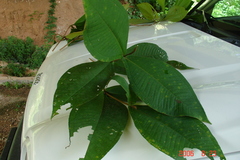 Miconia impetiolaris