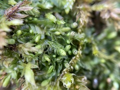 Liochlaena lanceolata