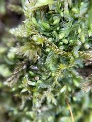 Liochlaena lanceolata