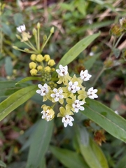 Asclepias nivea