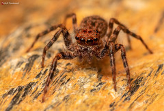 Euophrys leipoldti