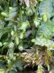 Liochlaena lanceolata